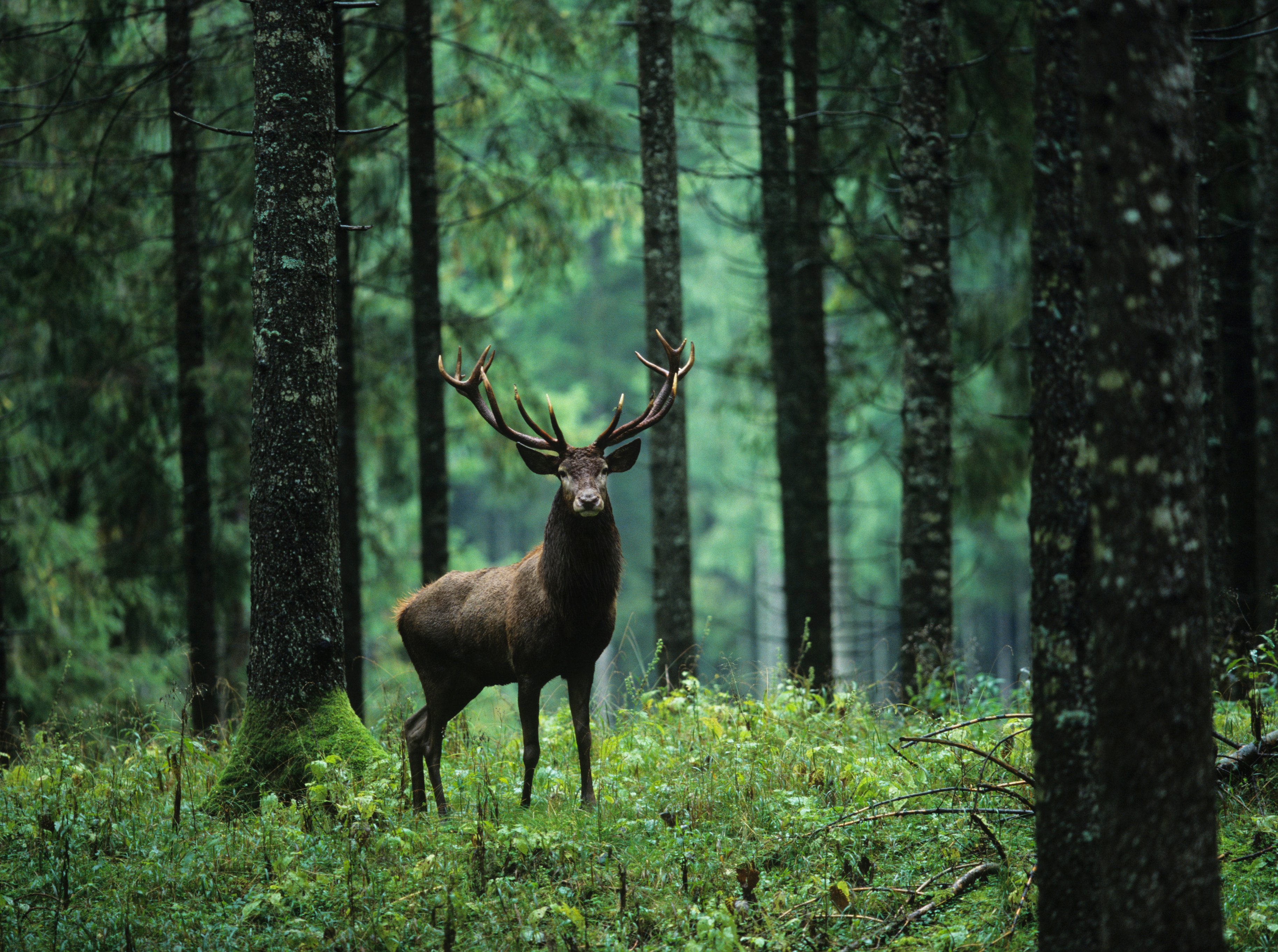 elk_in_forest