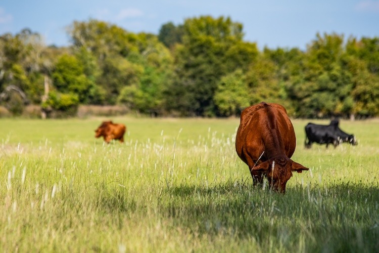 Livestock Monitoring