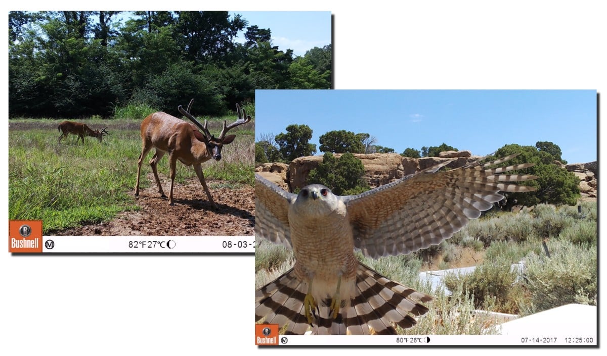 Trail-Camera-Snapshots_v2-1200x705